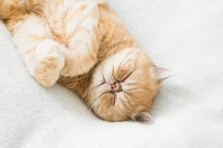 chat couché
