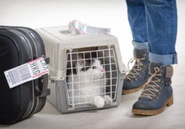 chat avion