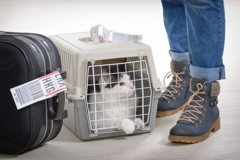 chat avion