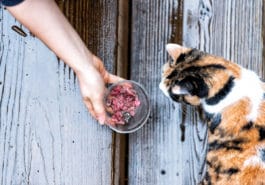 chat mange pâtée