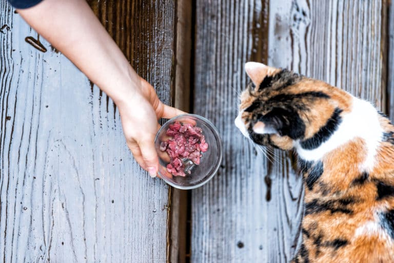 chat mange pâtée