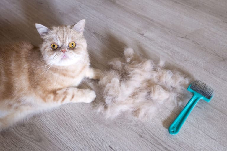 chat mue