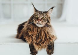 chat avec oreilles de lynx