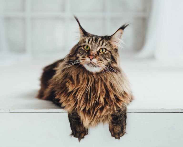 chat avec oreilles de lynx