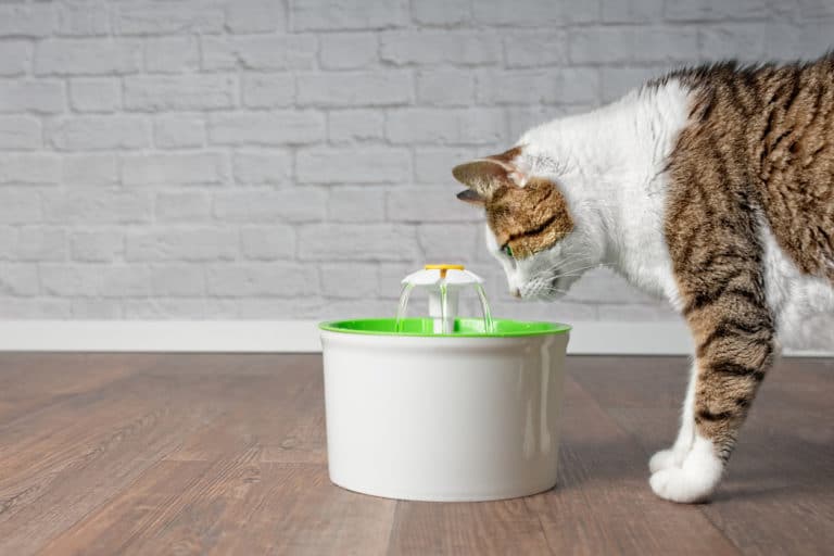 fontaine eau chat