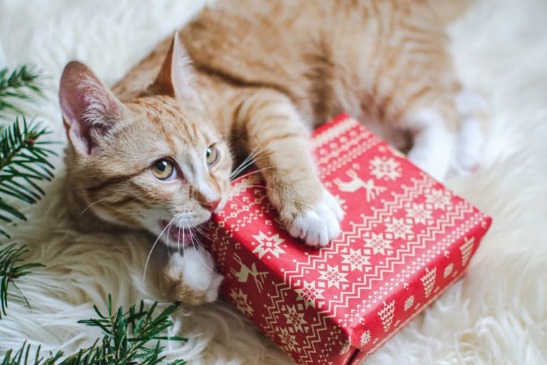 chat mange papiers cadeaux