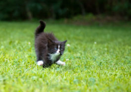 chaton