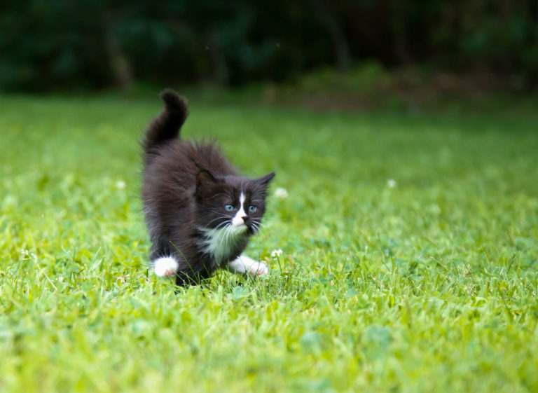 chaton