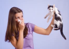 allergie aux chats