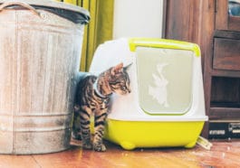 chat litière