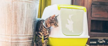 chat litière