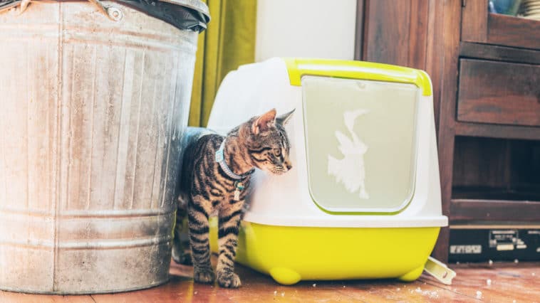 chat litière