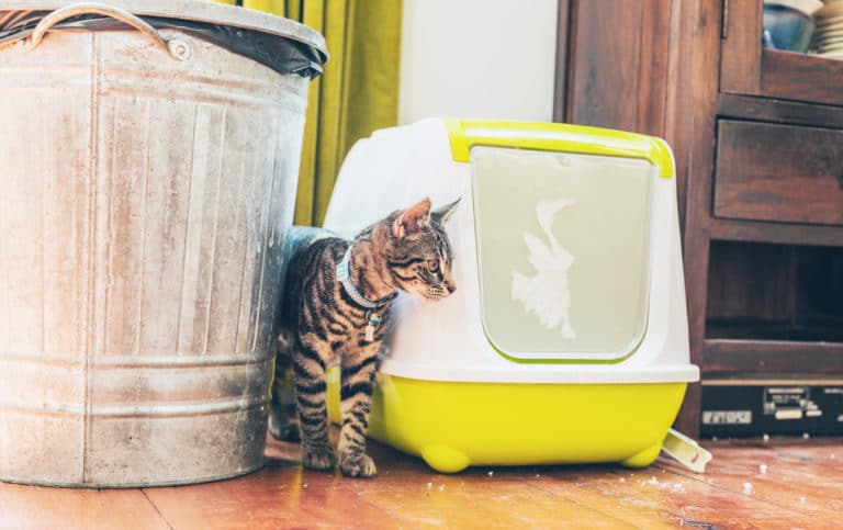 chat litière