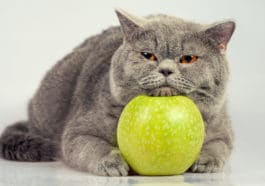 vinaigre de cidre de pomme chat