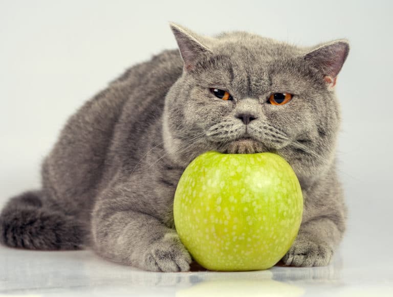 vinaigre de cidre de pomme chat