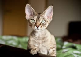 chat devon rex