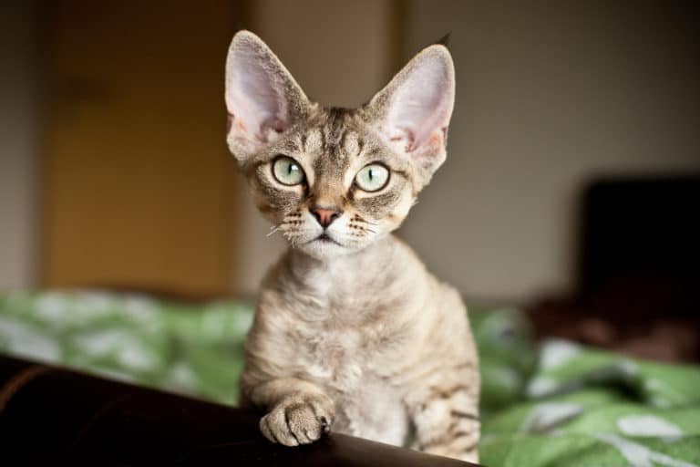 chat devon rex