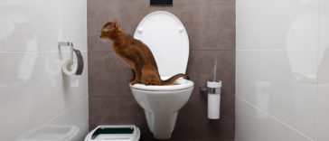 chat toilettes