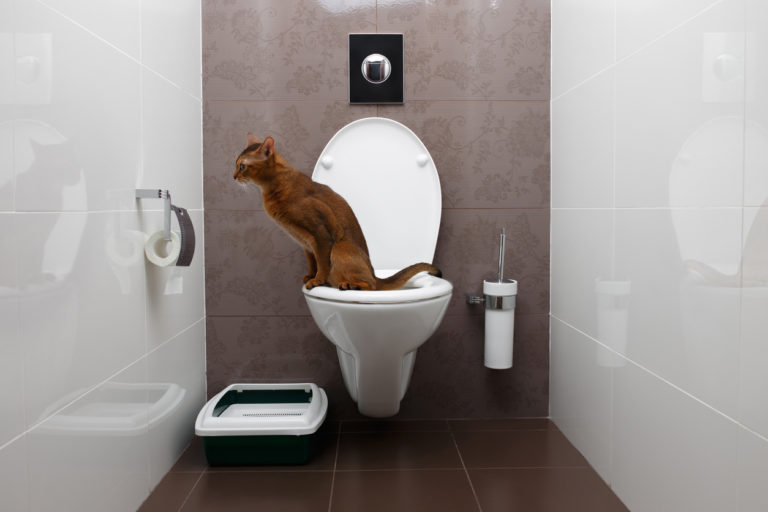 chat toilettes