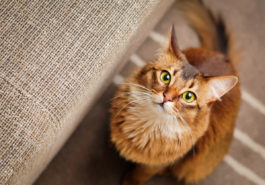 chat