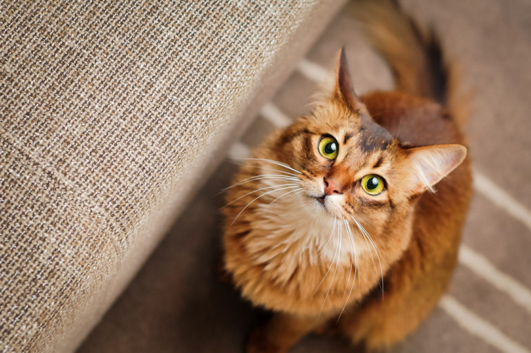 chat