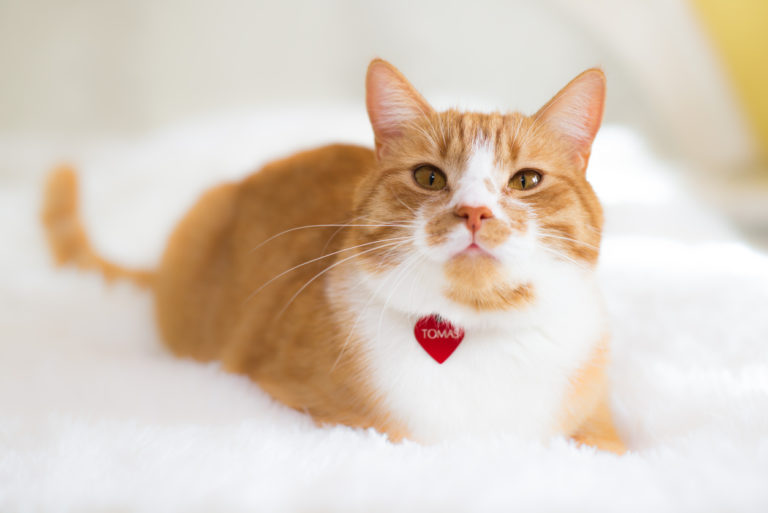chat collier