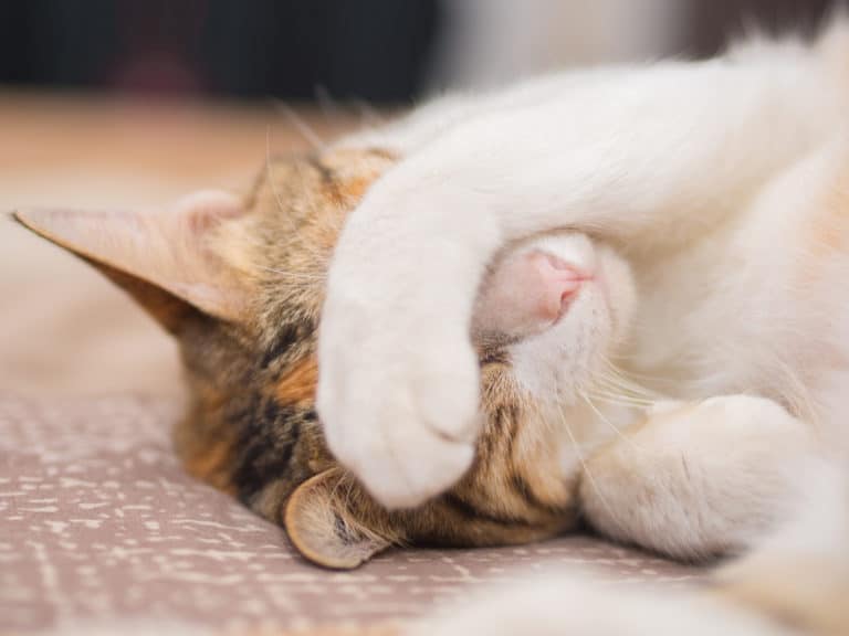 chat couvre son visage