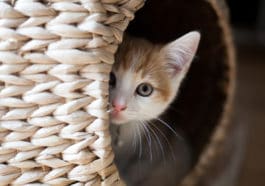 chat timide