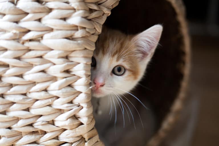 chat timide