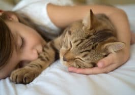 chat dort
