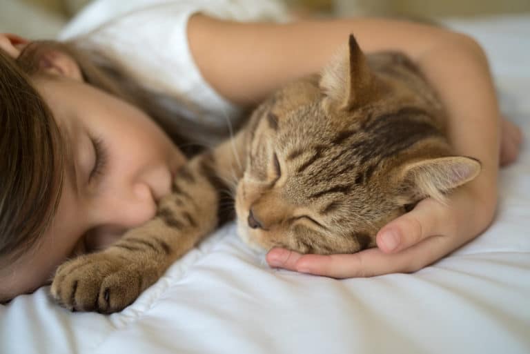 chat dort
