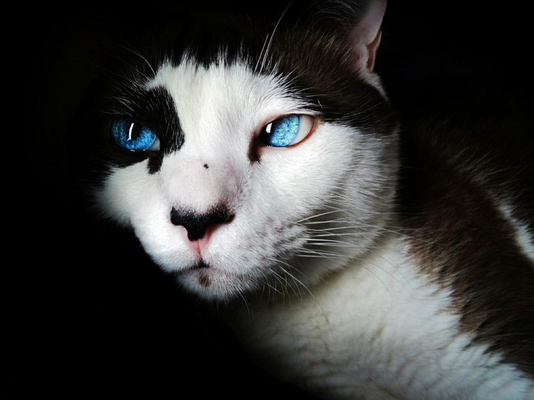 chat