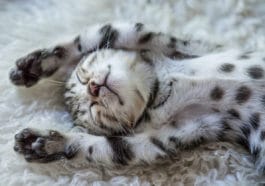 chaton