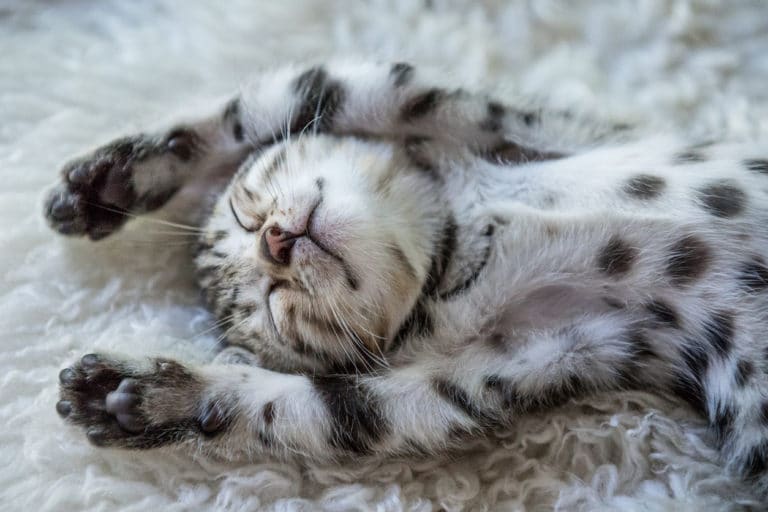 chaton