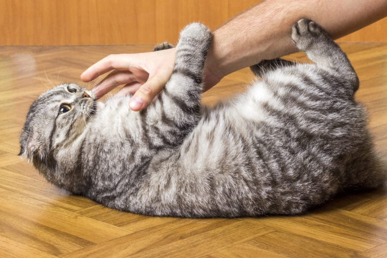 chat donne des coups de pattes arrière