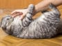 chat donne des coups de pattes arrière