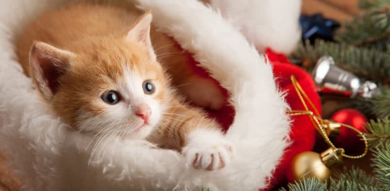 offrir un chat pour noël