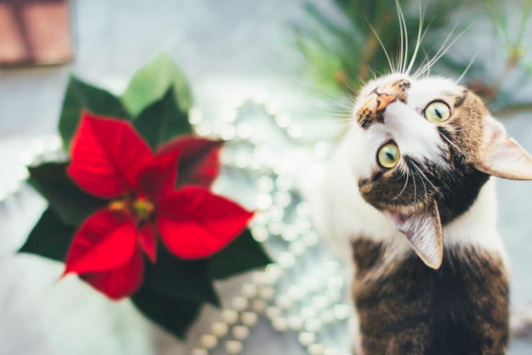 chat poinsettia