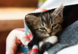chaton