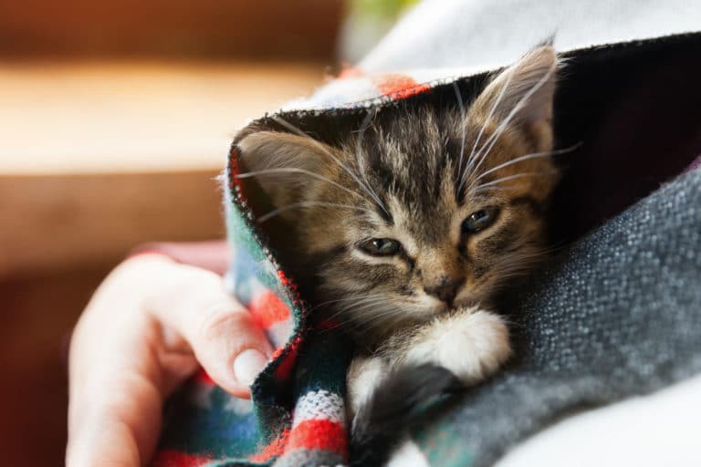 chaton