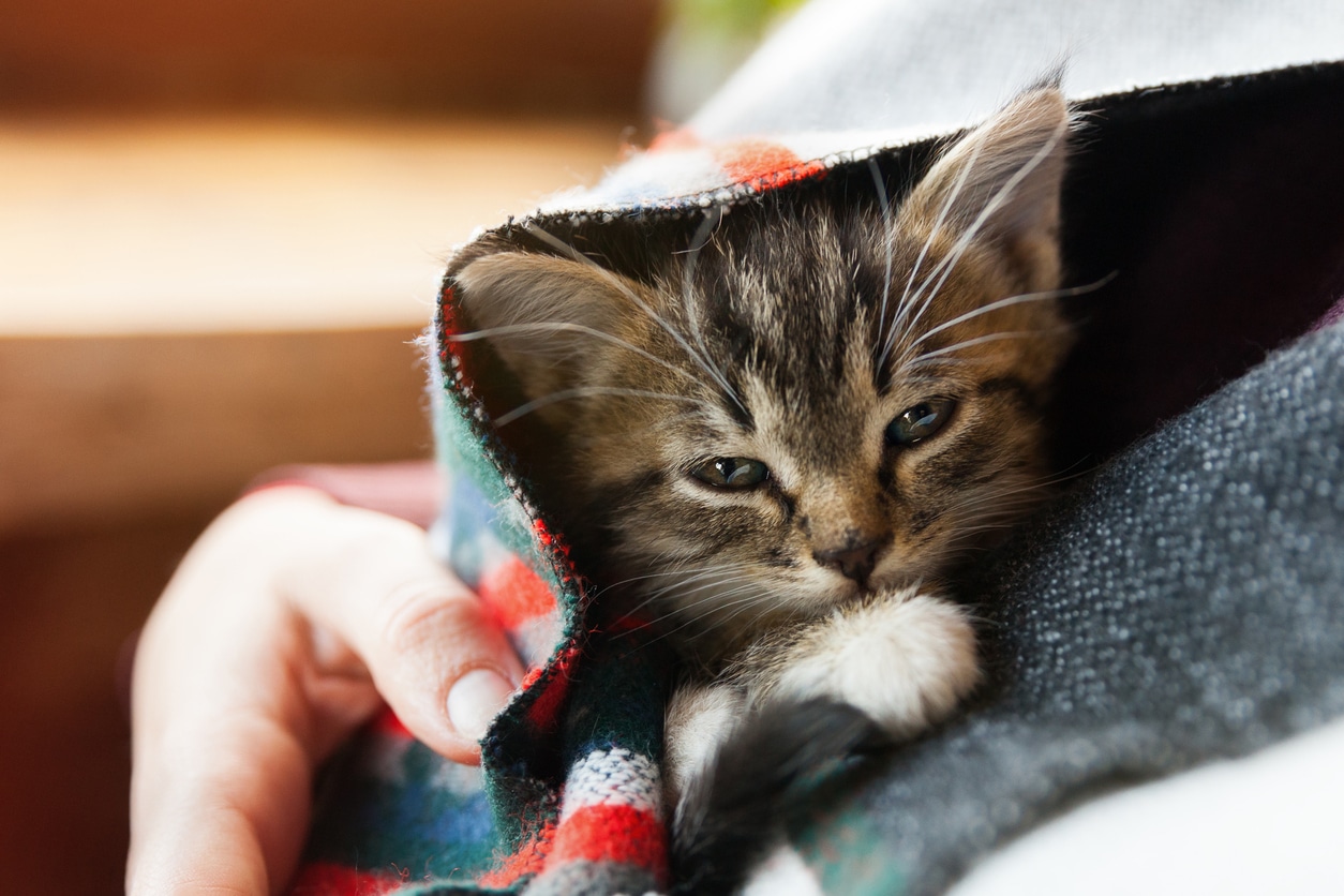 chaton