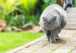 chat obèse