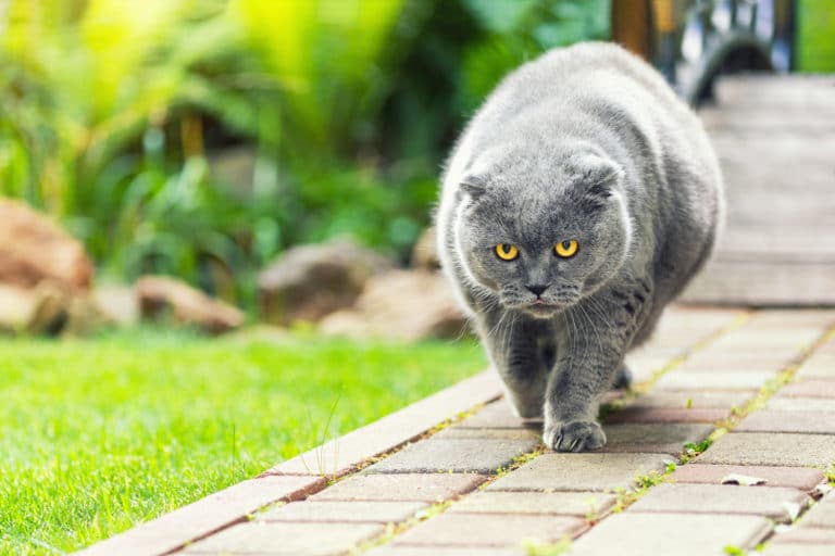 chat obèse