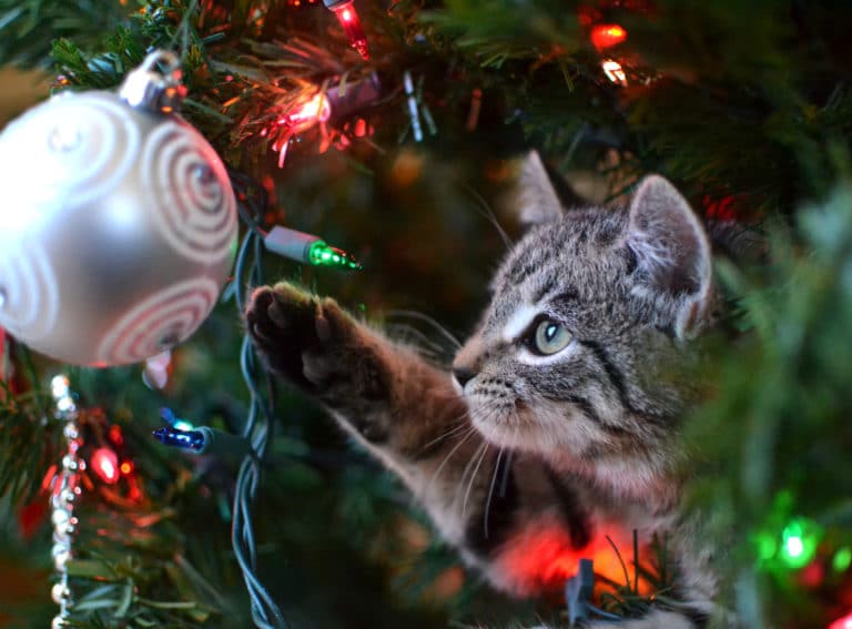 chat sapin de noël