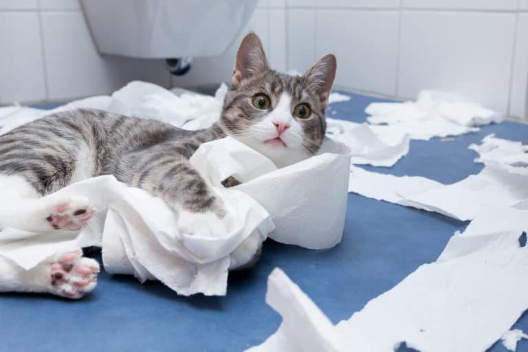 chat déchiquète papier toilette
