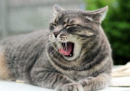 chat mauvaise haleine