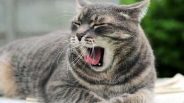 chat mauvaise haleine