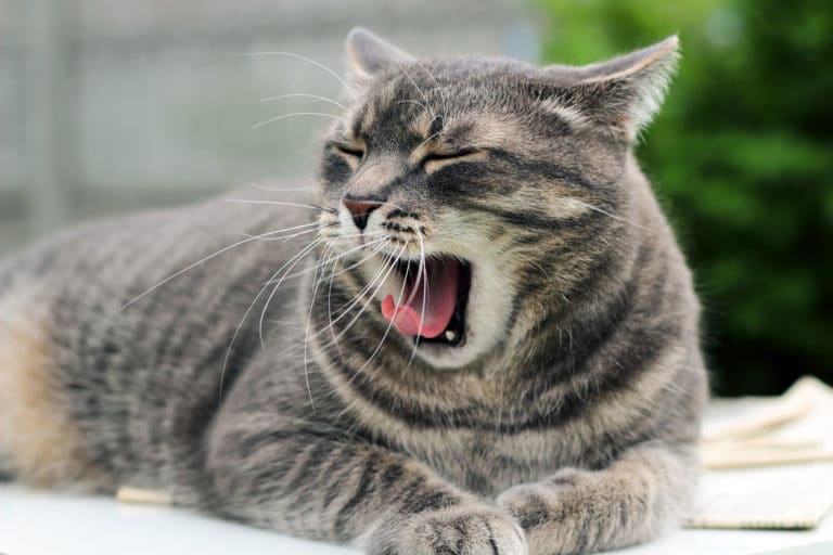 chat mauvaise haleine