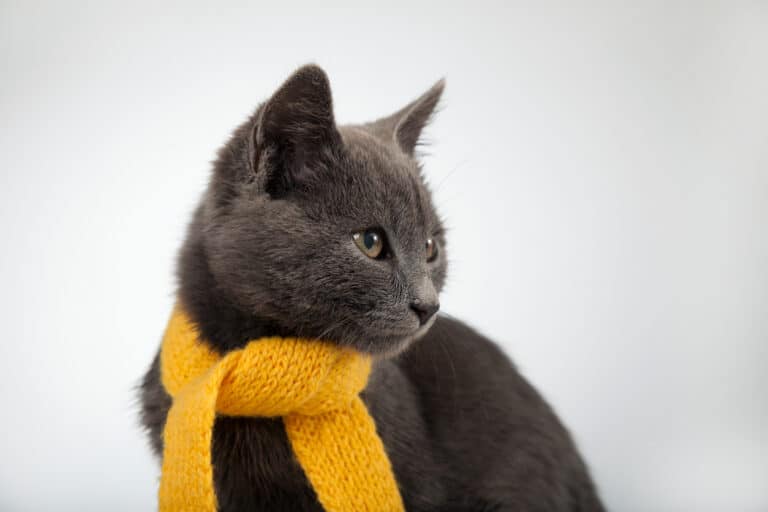 chat froid