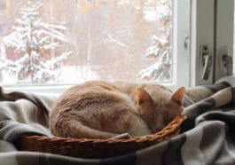 chat hiberne